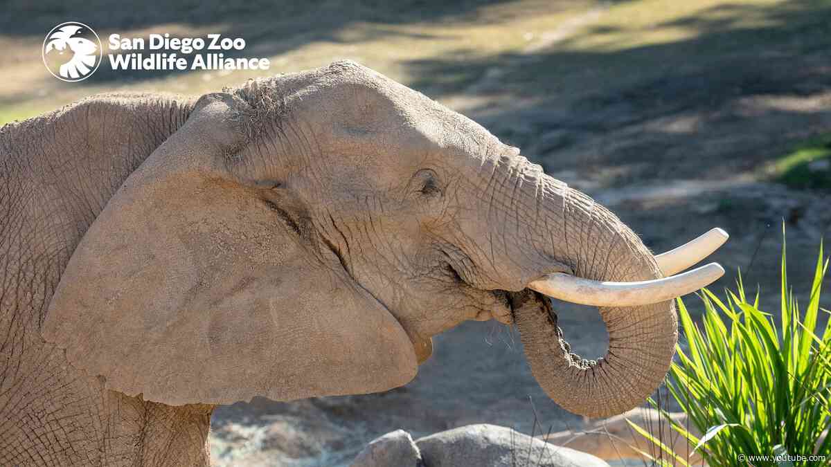 Meet the Herd: Umngani | San Diego Zoo Safari Park