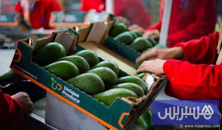 "أفوكا المغرب" تستعد لموسم التصدير