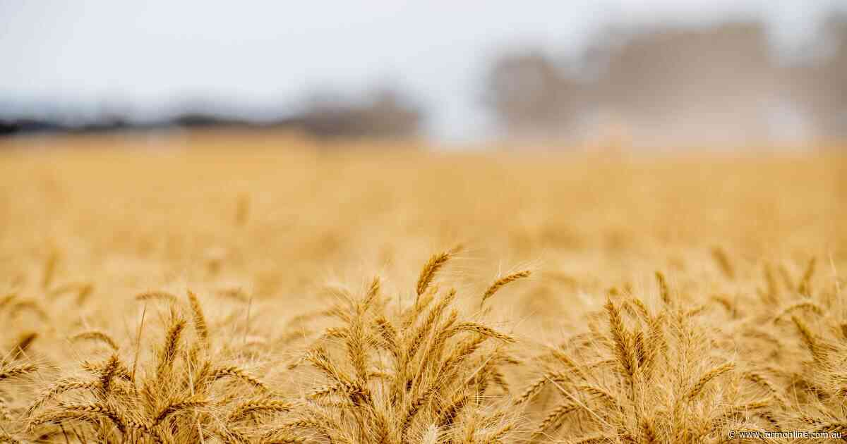 Beyond the Black Sea: the forces behind the wheat price rollercoaster
