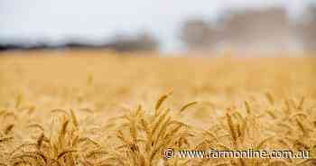 Beyond the Black Sea: the forces behind the wheat price rollercoaster