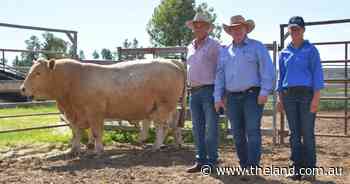 Records smashed: Elstow top price buyer returns to pay more for genetics