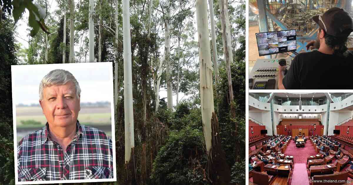 Great Koala Park impact on farm forestry as senate votes on Nationals' disallowance motion