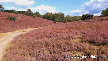 Wo die Lüneburger Heide im September noch wunderbar blüht