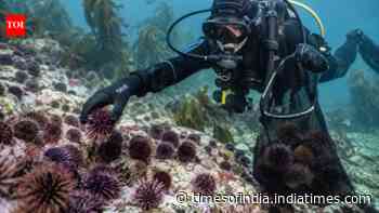 Volunteers removed 100,000 sea urchins in Norway; kelp and fish nurseries return