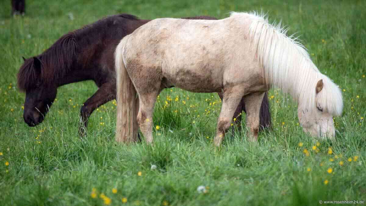 „Geheimtipp für Familien“ – Hof in Oberbayern wegen Influencern überrannt