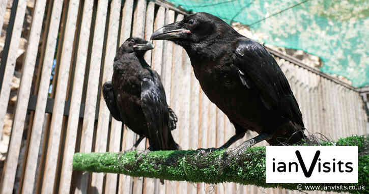 Tower of London now offering tours of their ravens enclosure
