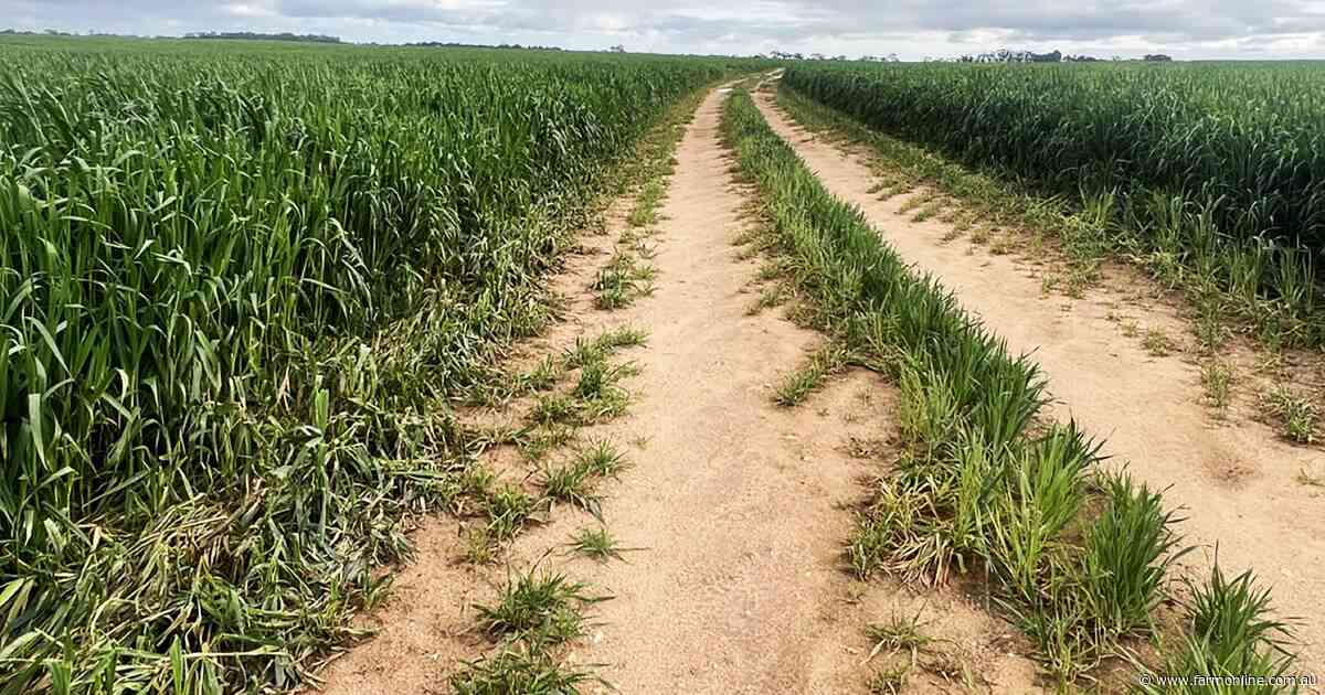 Boasting top crops and a good price, 815ha SA farm pitched at new starters