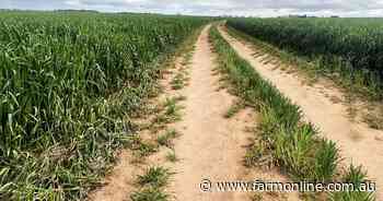 Boasting top crops and a good price, 815ha SA farm pitched at new starters