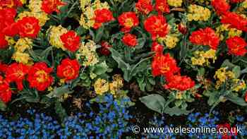 September gardening tasks to do now for a colourful and vibrant spring