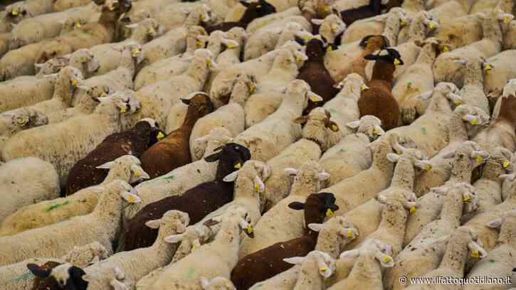 “Non è un sistema di marcatura adeguato per capre e pecore”: gli allevatori veneti protestano contro la nuova normativa regionale sulla marcatura di ovini e caprini