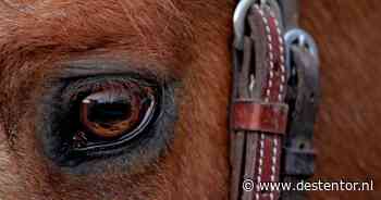 Ermelo eist dat paarden, stal en paddock verdwijnen: eigenaar vecht terug met bezwaar van achttien kantjes