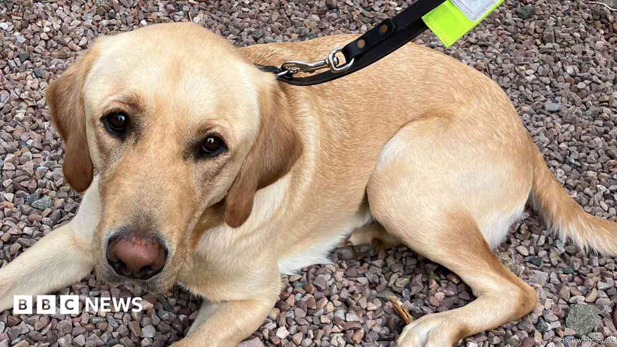 Foster homes sought for trainee guide dogs