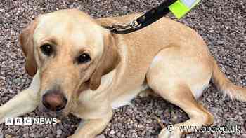 Foster homes sought for trainee guide dogs