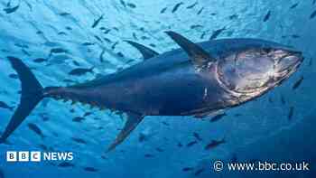 Scientists and fishermen celebrate return of tuna