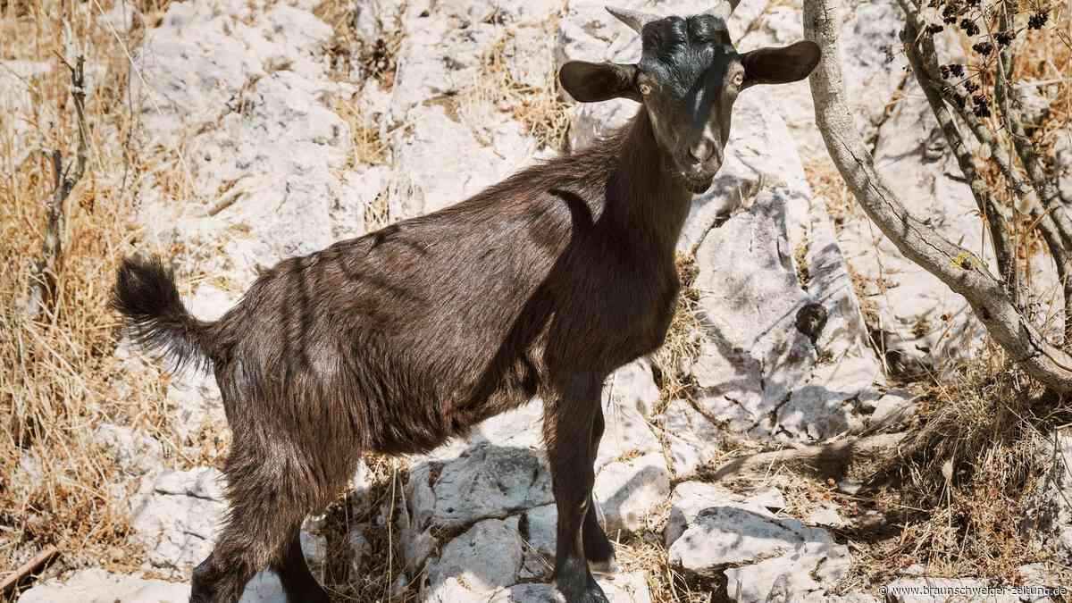Unbekannte entführen Ziegen auf Capri: Tierschützer fordern Aufklärung