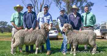 Productive rams front of mind for buyers at Meadow View Poll Merinos