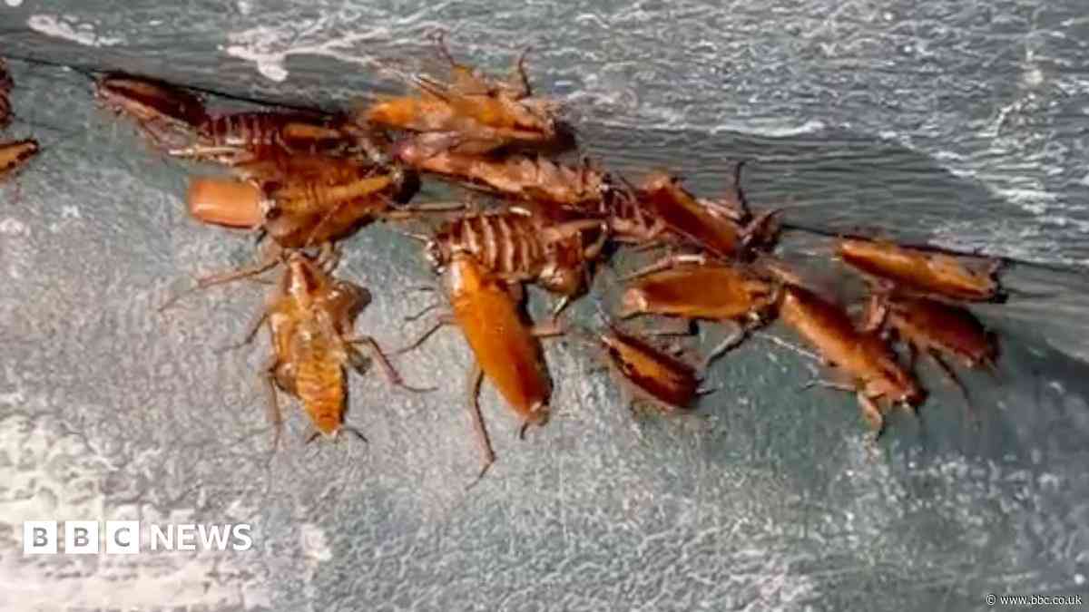 Home with hundreds of thousands of cockroaches like a horror movie, pest controller says