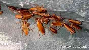 Home with hundreds of thousands of cockroaches like a horror movie, pest controller says