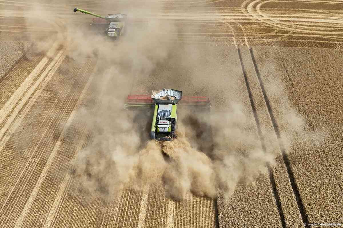 Frühjahr trocken, Sommer heiß: Sachsens Bauern beklagen sinkende Getreide-Qualität