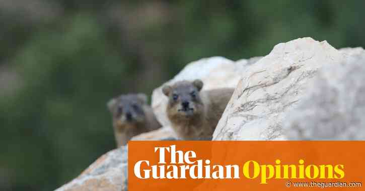 How the fate of a small furry animal reveals the ecological tragedy of Israel’s war on Lebanon | Hisham Younes