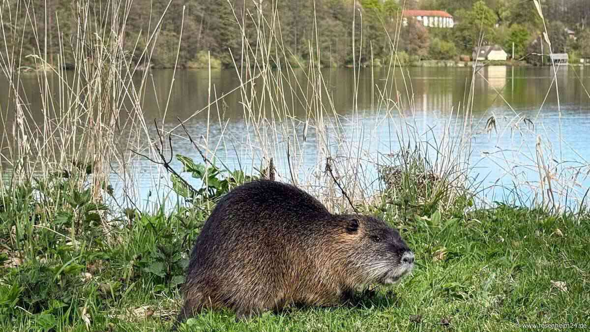 Angriff auf Schwimmer am Waldsee: Warum der Biber in Schechen bleiben darf