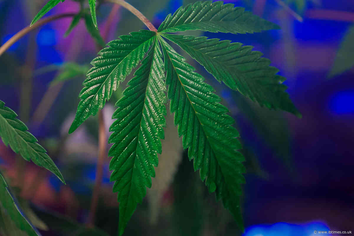 US Issues Marijuana Travel Warning: What Cannabis Users Need To Know Before Flying