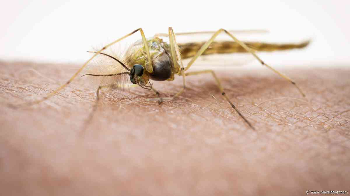 Dodental westnijlvirus stijgt naar drie, aantal besmettingen nu achttien