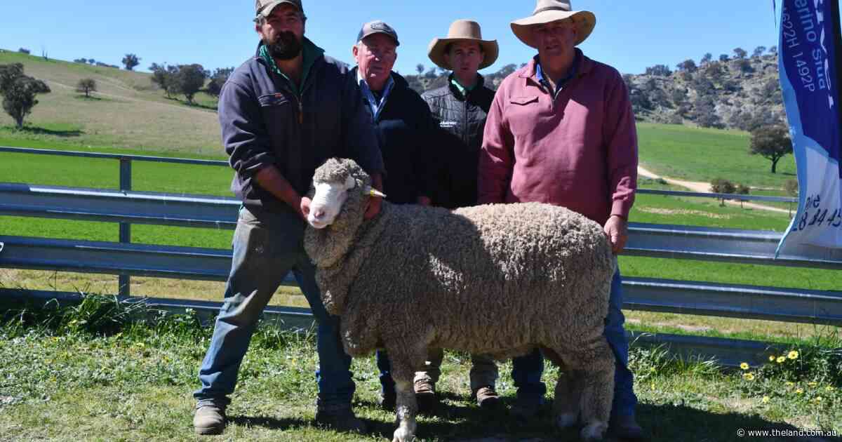 Double-header ram sale works a treat for Lach River after Glenfinnan purchase
