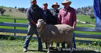 Double-header ram sale works a treat for Lach River after Glenfinnan purchase