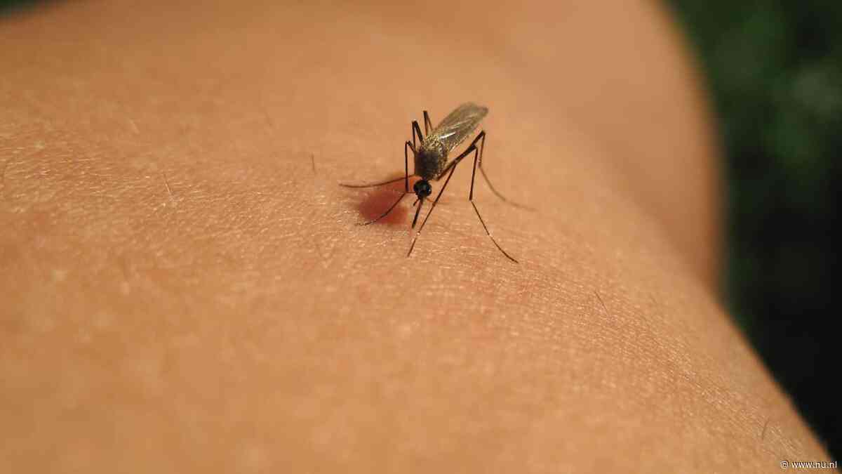 Drie doden door westnijlvirus in Nederland, aantal besmettingen verdubbeld