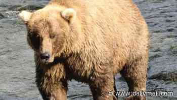 Gargantuan 1,200-pound bears pitted against each other in competition... so which is your winner?