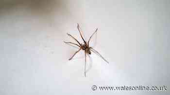 Keep spiders out of your home with 37p item on your windowsills