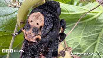 Silence of the Lambs moth found in school compost