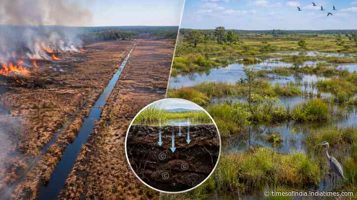 North Carolina peatland emits 130,000 tons of CO₂ yearly after 50 miles of ditches were cut