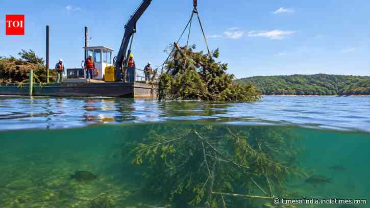 Missouri volunteers place 93 cedar brush piles in Truman Lake; $75,000 grant backs 450 structures