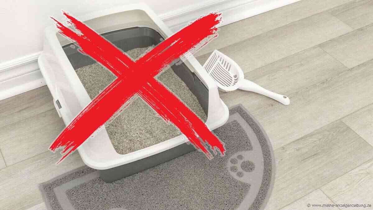 Katzenklo-Möbel: So verschwindet die Toilette aus dem Blickfeld