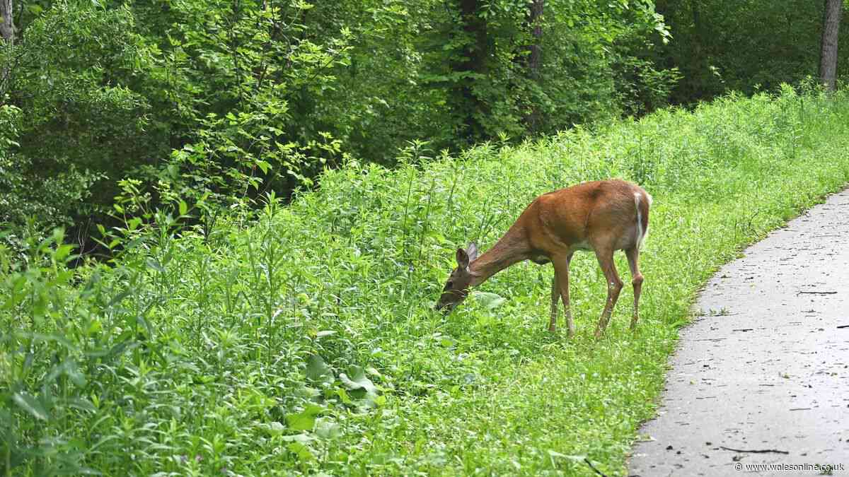 Drivers told whether they can swerve or brake if they see deer in road during rutting season