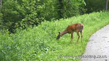Drivers told whether they can swerve or brake if they see deer in road during rutting season