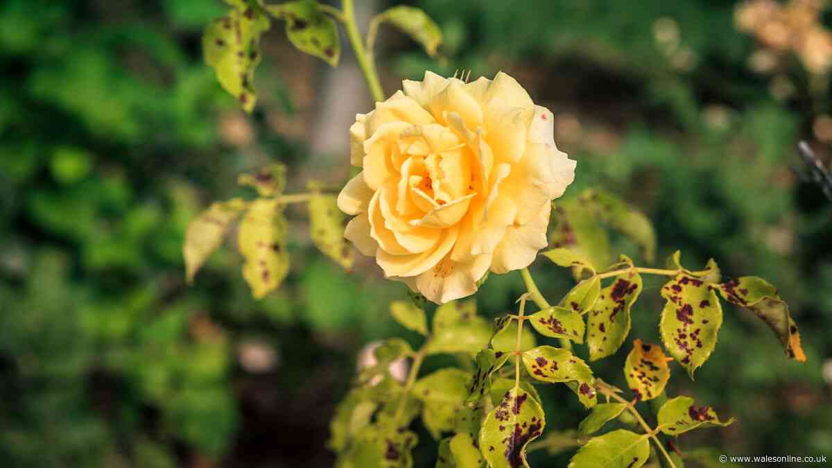 Welsh gardeners urged to do vital check now to help roses beat black spot this autumn
