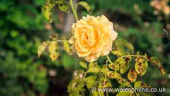 Welsh gardeners urged to do vital check now to help roses beat black spot this autumn