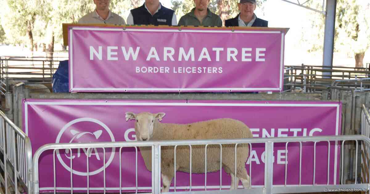 Stud and commercial buyers compete for high-figured New Armatree rams