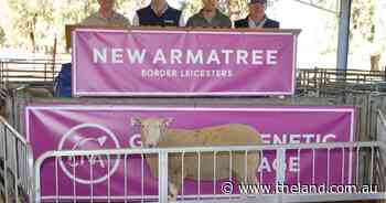 Stud and commercial buyers compete for high-figured New Armatree rams
