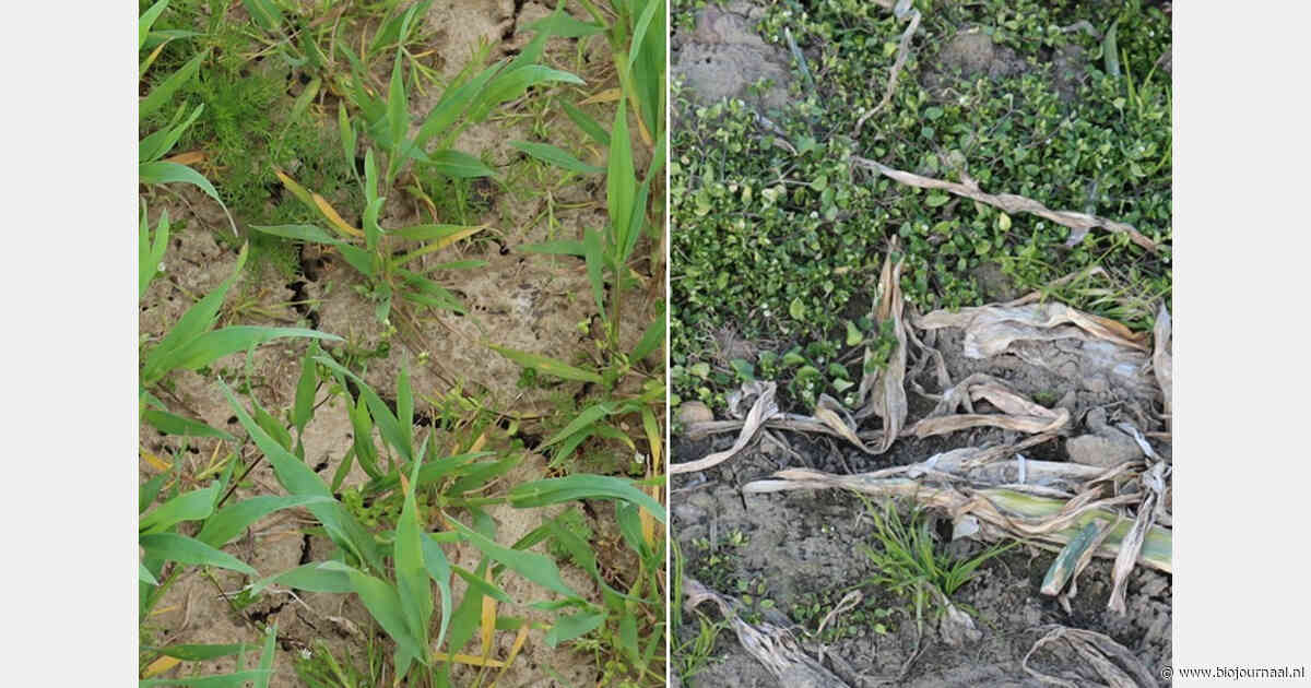 Onderzoek brengt aanpak van winteronkruiden in biologische teelt in beeld
