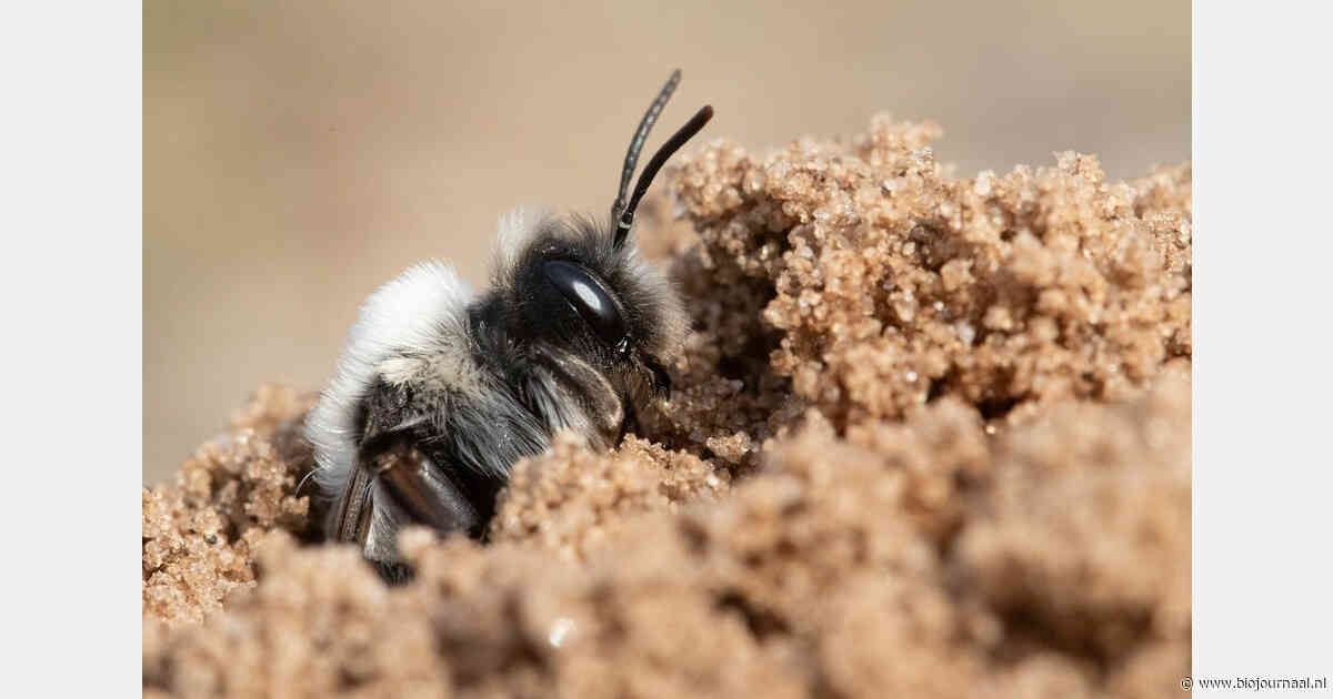 Bijna 1 miljoen euro subsidie voor 26 bijenlandschappen
