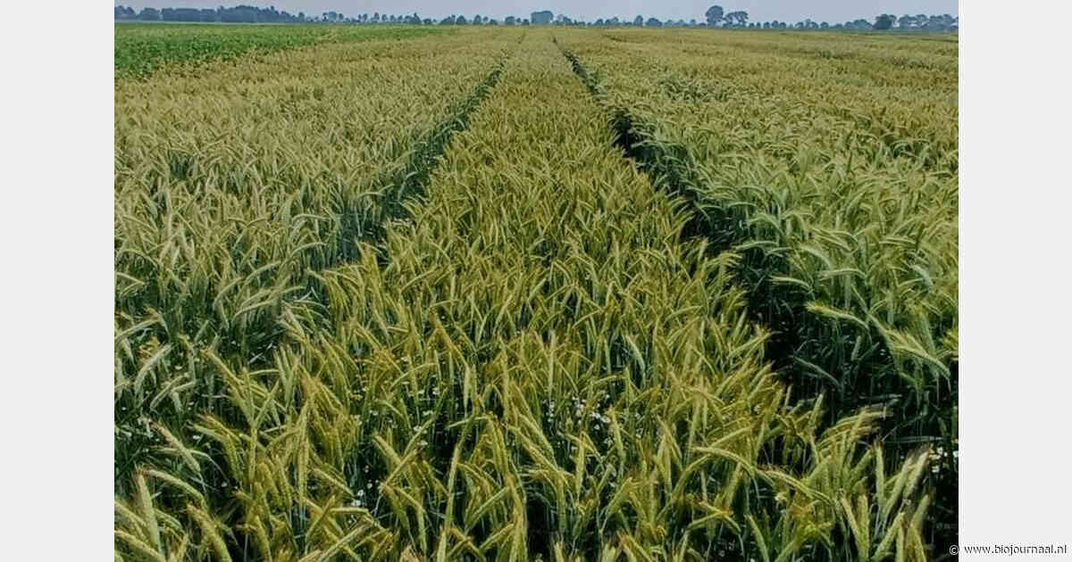 Rendezvous en Ras6 geven hoogste opbrengst in biologische triticaleproef