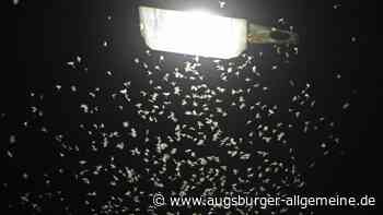 Lichtverschmutzung in Bayern: Das sind die Folgen für Tiere und Insekten