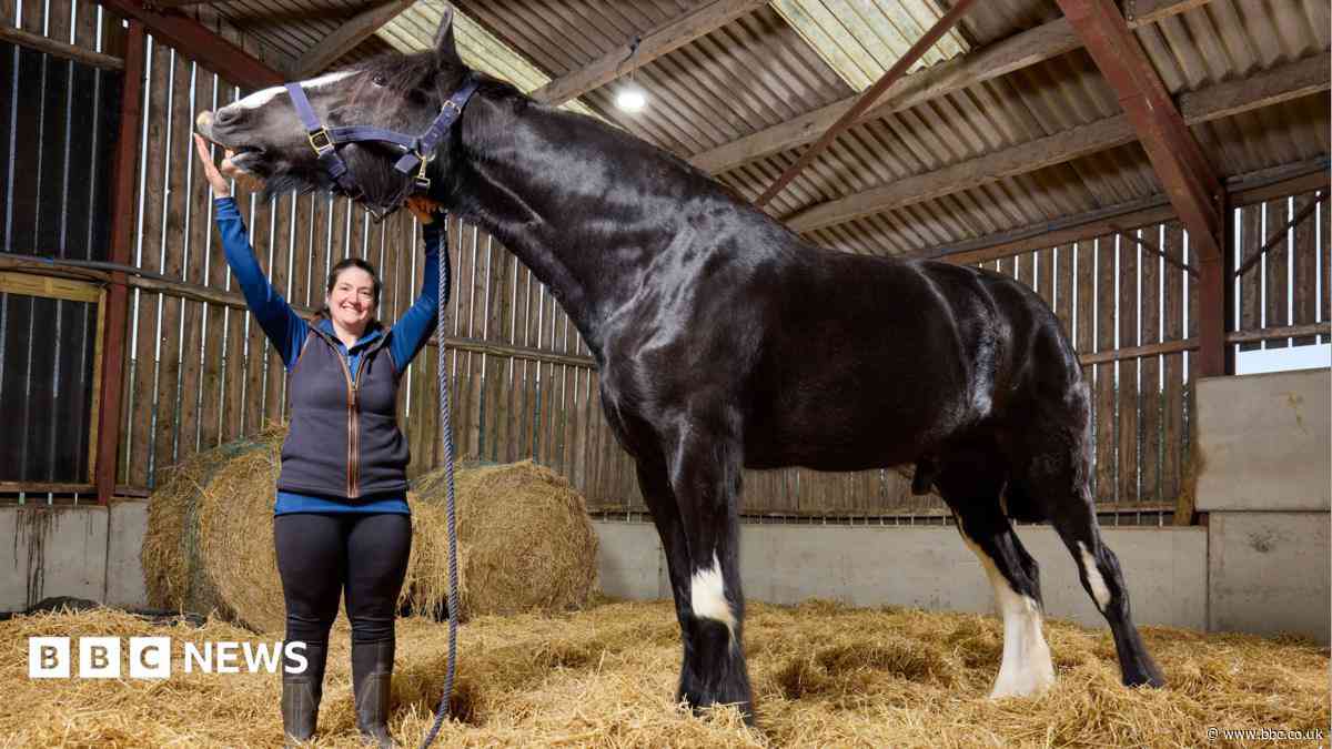 'He's massive!': Meet Hugo, the world's tallest horse