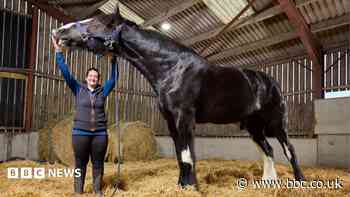 'He's massive!': Meet Hugo, the world's tallest horse