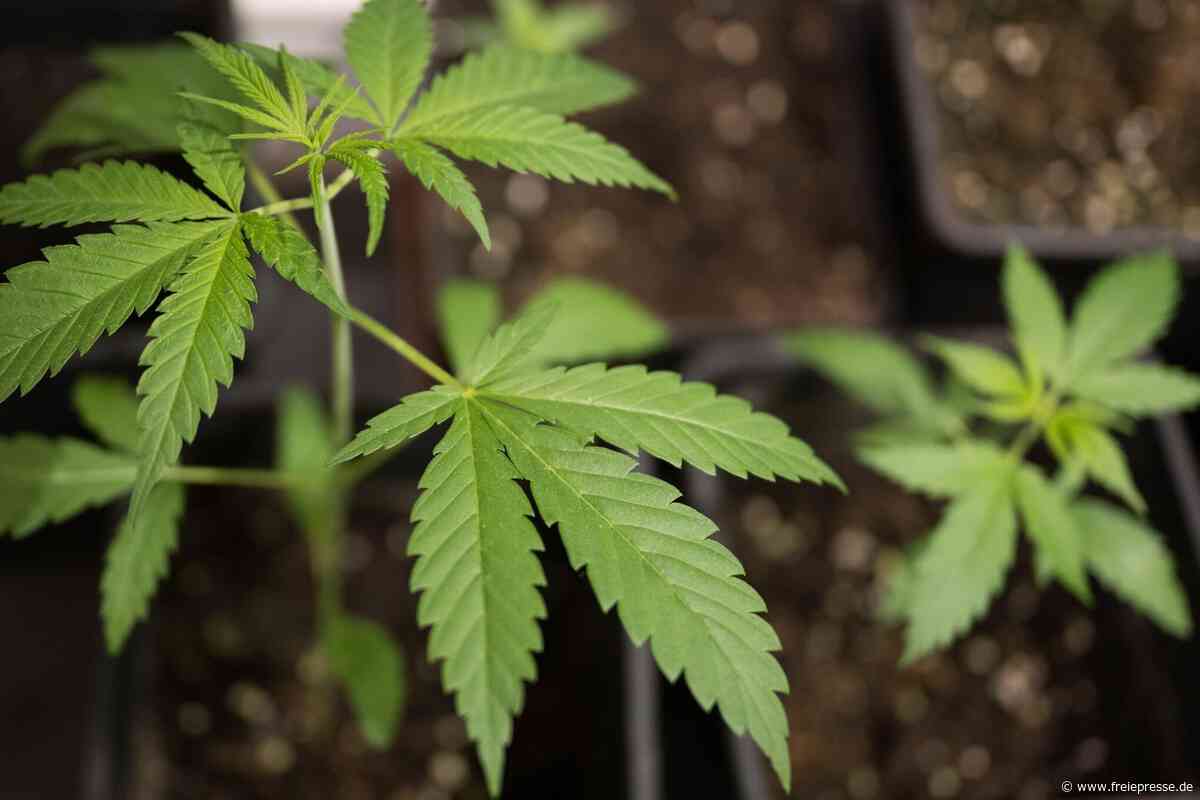 Pöhl: Polizei findet Cannabispflanzen auf Balkon