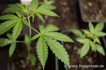 Pöhl: Polizei findet Cannabispflanzen auf Balkon